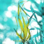 seaweed
