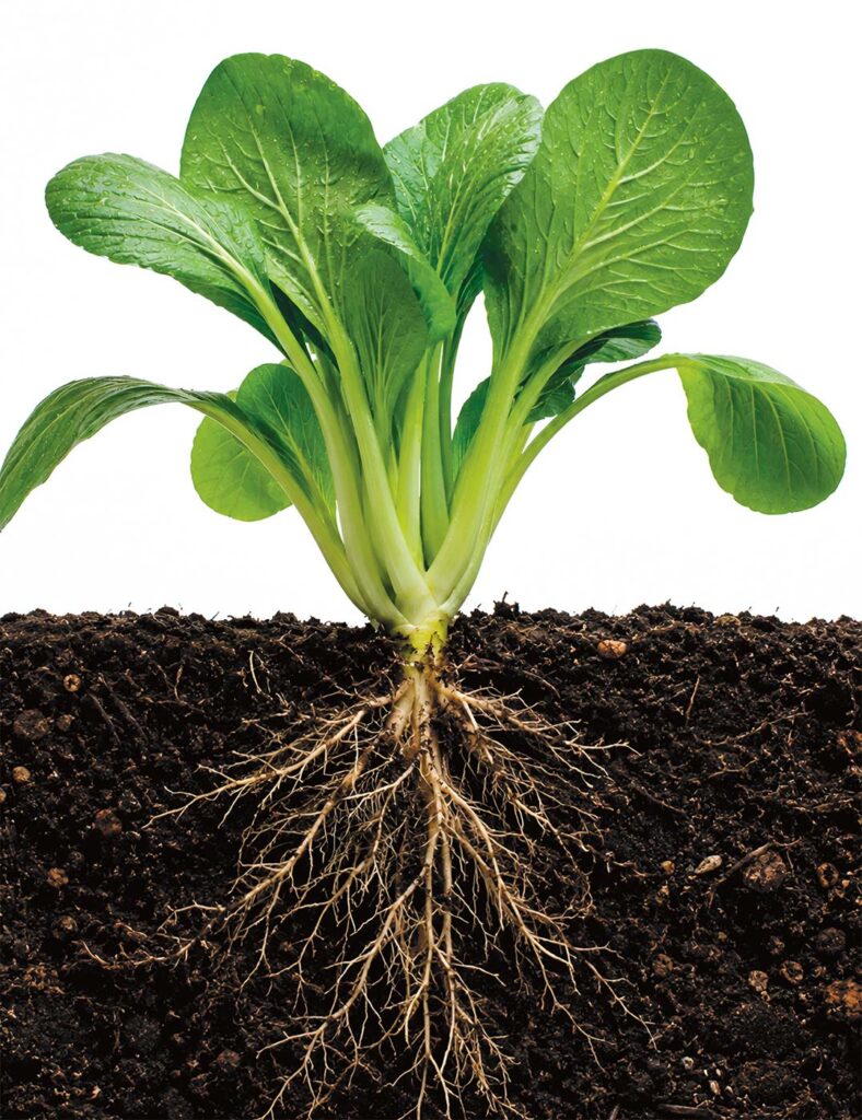 Rooting Veterans in Community - Edible Jersey