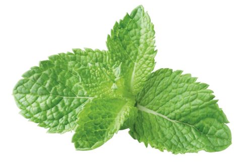 mint-sprig-mojito-garnish